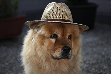 带草帽的公 chow 狗图片