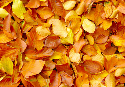 堕落的秋天的树叶