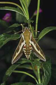 bedstraw 鹰蛾 (celerio gallii 或 hyles gallii), 种类从天蛾蛾的