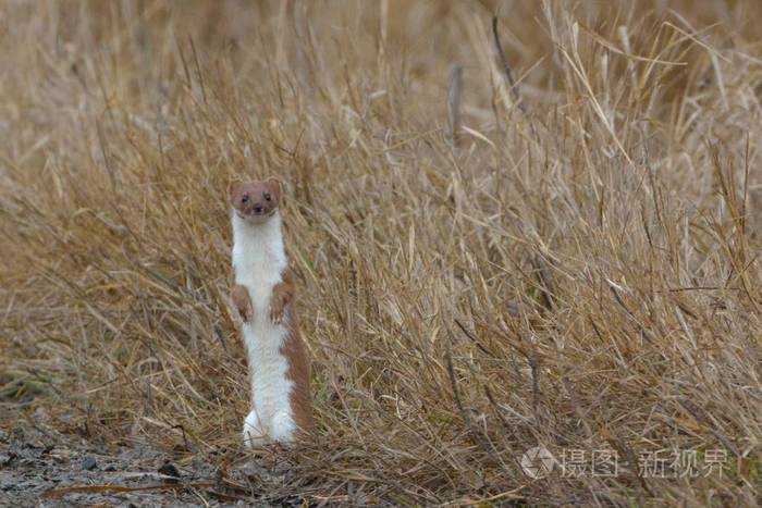在高草丛中寻找猎物的最起码的黄鼠狼