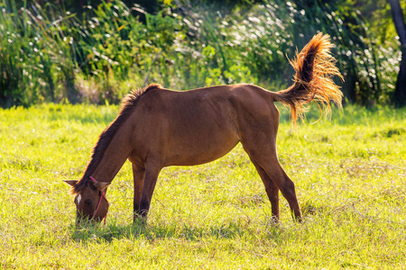 草坪上的棕色马