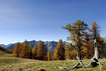 老落叶松树 落叶松 与高山山脉在背景, Ehrwald, 蒂罗尔, 奥地利, 欧洲