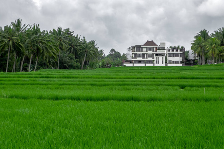 印尼巴厘岛绿色稻田梯田
