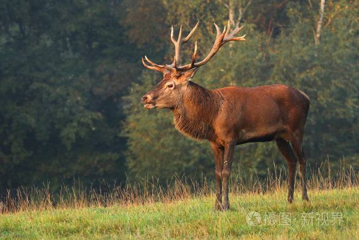 雄伟的鹿雄鹿马鹿