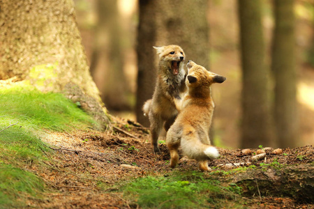 红狐狸玩以群分Vulpes vulpes 小立方体