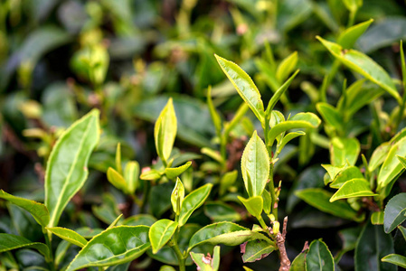 茶树特写照片