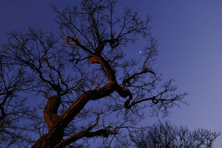 月亮在夜空中的树图片