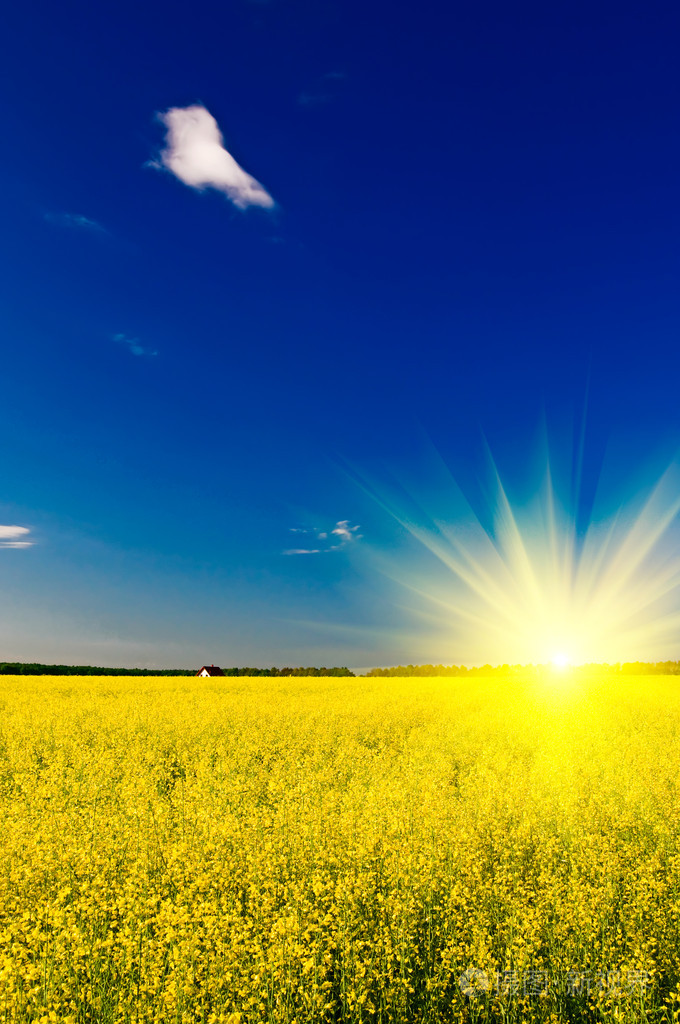 金黄的油菜田和乐趣之间的小房子太阳