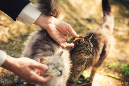 男子铁杆猫照片