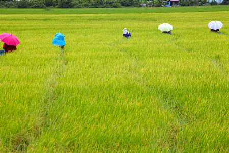农民在一片稻田，水稻选择工作