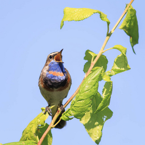 明亮的小鸟, bluethroat 在春天的森林里唱着歌照片