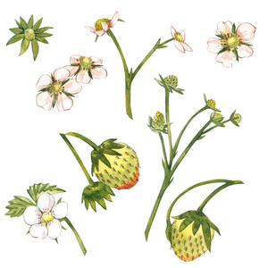 草莓花, 未成熟的浆果, 树枝和叶子.手绘水彩画插图照片