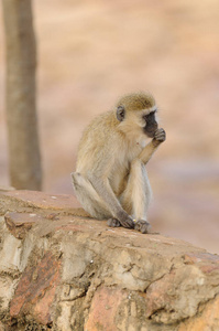 尾猴 学名 cercopthecus aethiops, 或 Tumbiili 在 Swaheli, 在塞伦盖蒂湖泊曼雅