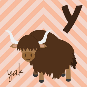 可爱的卡通动物园插图字母与有趣的动物 Y 为牦牛。英语字母表。学会阅读。孤立向量图