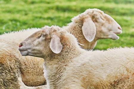 羊在草地上