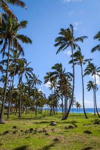 Anakena 海滩，复活岛上的棕榈树