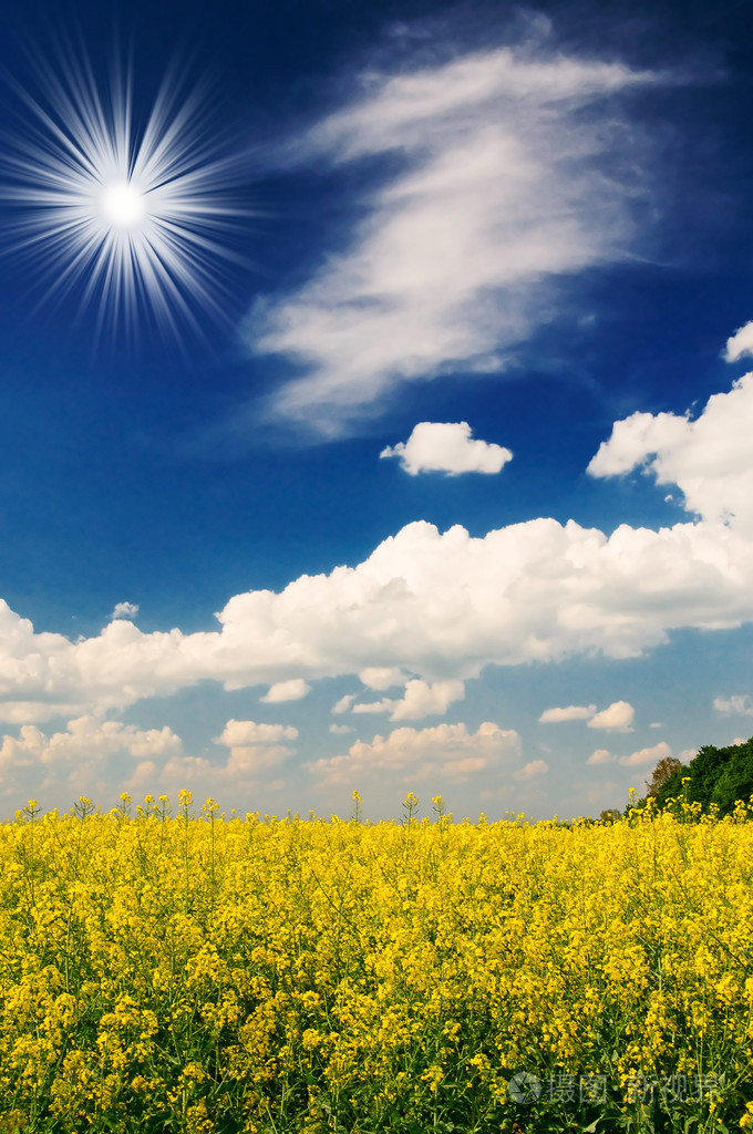 小麦和太阳清晨宁静领域照片-正版商用图片036fj0-摄图新视界