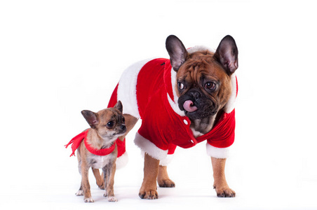 两只滑稽的狗在圣诞老人的西装