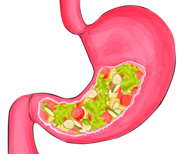 强烈的健康胃与蔬菜。矢量卡通插图。在白色背景上隔离。健康食物营养, 胃概念