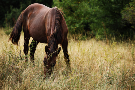 马放牧对绿树草地上
