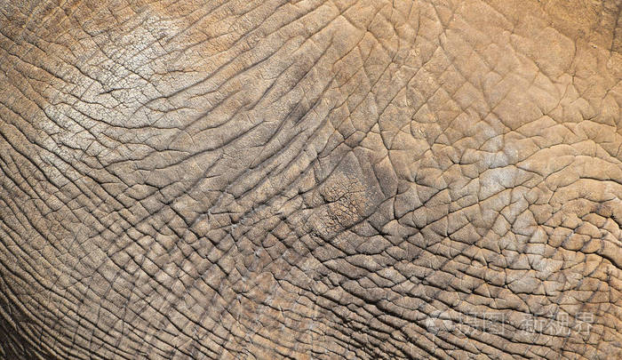 闭上纹理的大象皮肤侧面视图