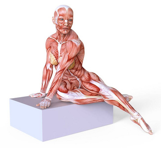 女性解剖和肌肉, 身体没有皮肤隔离在白色摄影图