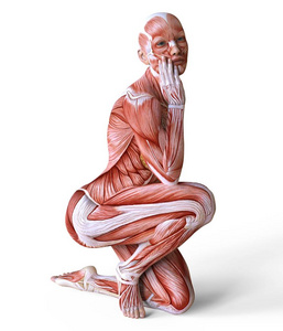 女性解剖和肌肉, 身体没有皮肤隔离在白色照片