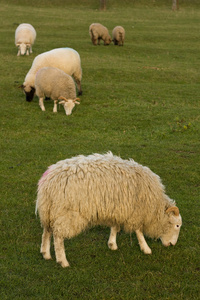 放牧的羊
