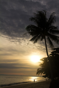 日出时椰子树