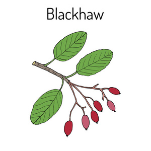 Blackhaw 荚 prunifolium, 或甜山楂, 药用植物