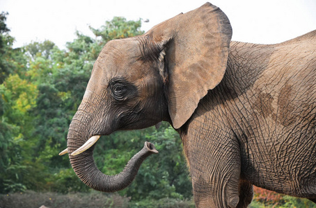 大象肖像关闭侧面轮廓非洲大象肖像照片