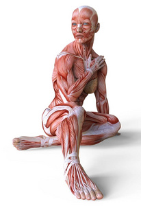 女性解剖和肌肉, 身体没有皮肤隔离在白色照片