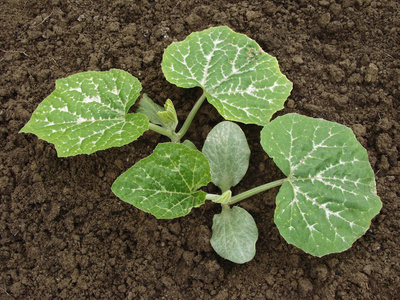 种植的南瓜苗图片-种植的南瓜苗素材-种植的南瓜苗插画-摄图新视界