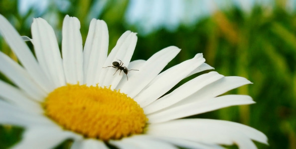 雏菊上的小蚂蚁图片