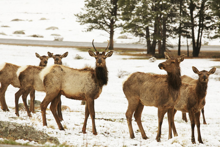 麋鹿 elk的名词复数 