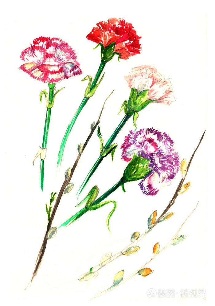 水彩卡片与一张图片的丁香花。康乃馨花
