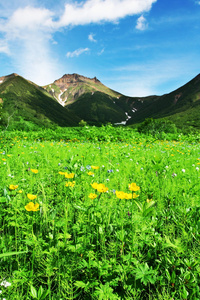 草地 牧场