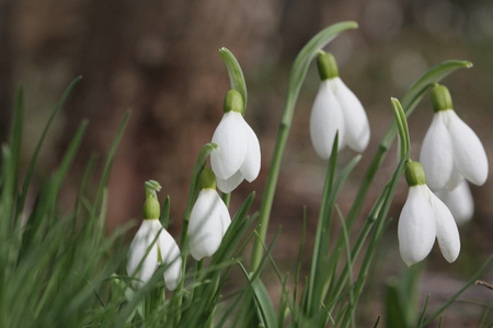 雪花莲春天开白花 snowdrop的名词复数 