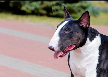 公牛梗黑白相间的肖像。公牛小猎犬黑白在公园