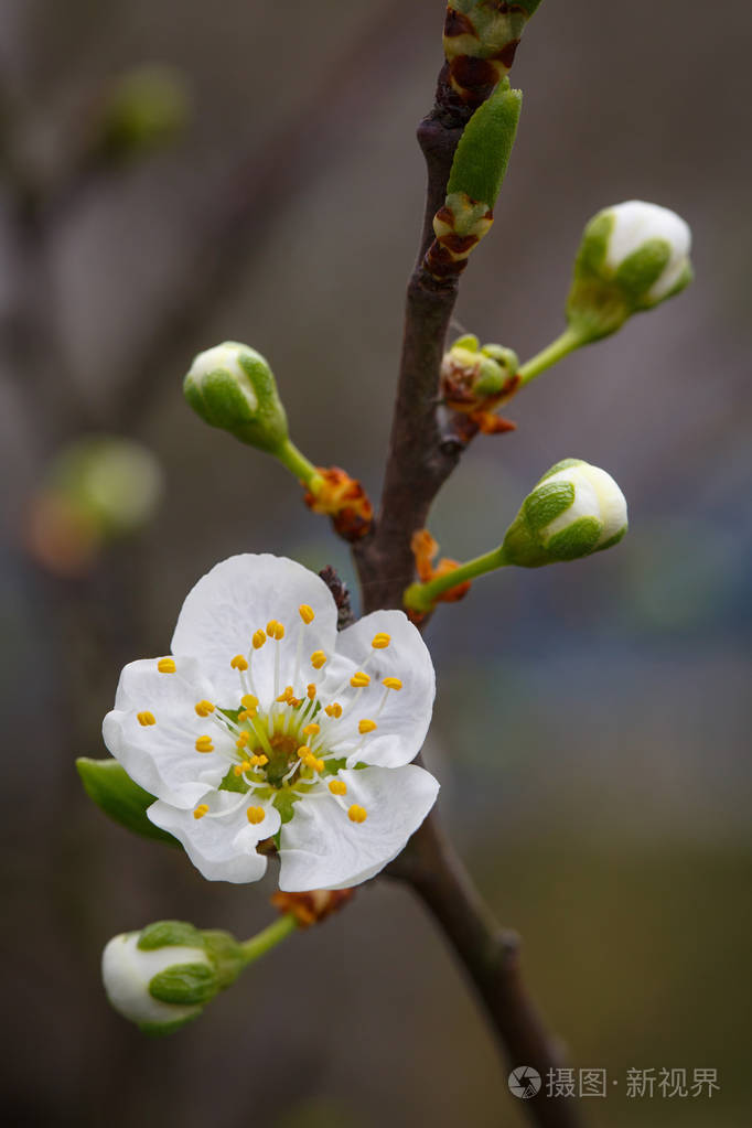 樱桃花真实图片图片