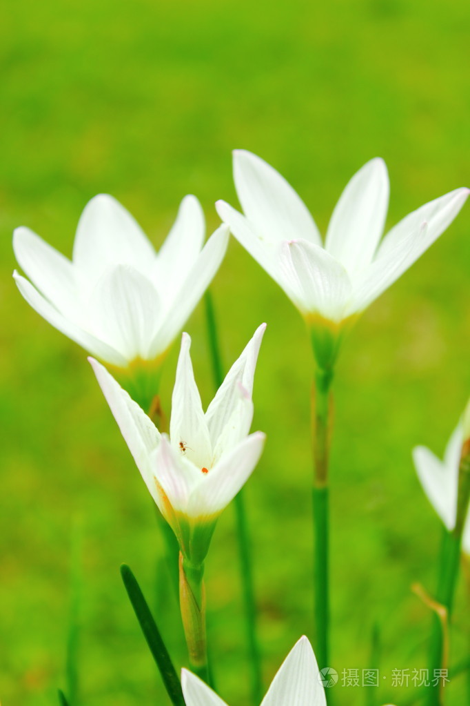 白百合花手机壁纸图片