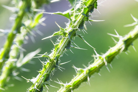 有锋利和长的旋转的荆棘丛的威胁绿色茎照片