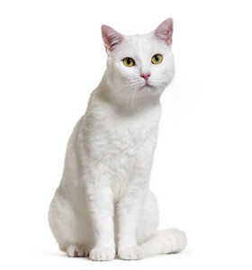 白色混合品种猫 2 岁, 在白色隔离
