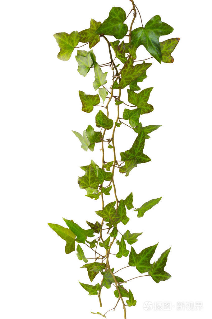 绿色的叶子在白色背景下被隔绝的常春藤枝