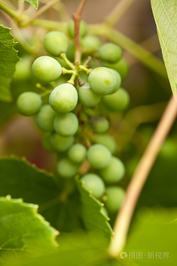 天然葡萄照片-正版商用图片03733l-摄图新视界