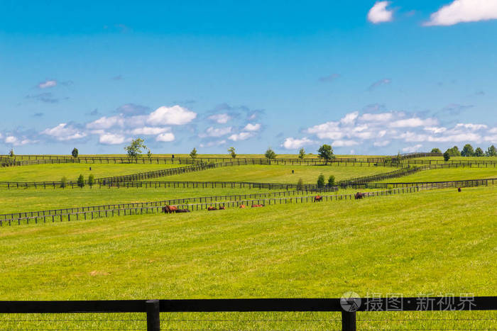 绿色的牧场的马农场照片-正版商用图片0373h1-摄图新视界