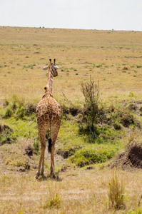 肯尼亚马拉公园附近的离相思长颈鹿