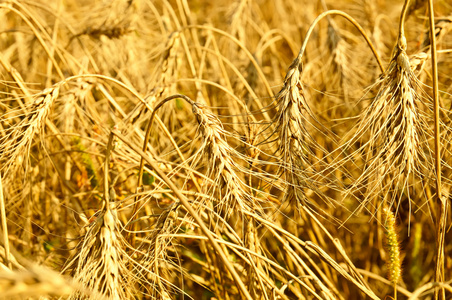 成熟小麦的田间