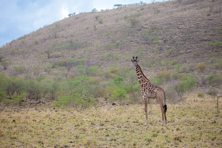 长颈鹿站在肯尼亚大草原