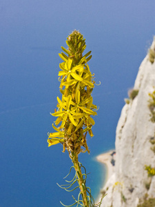 黄色 Asphodeline 黄在克罗地亚
